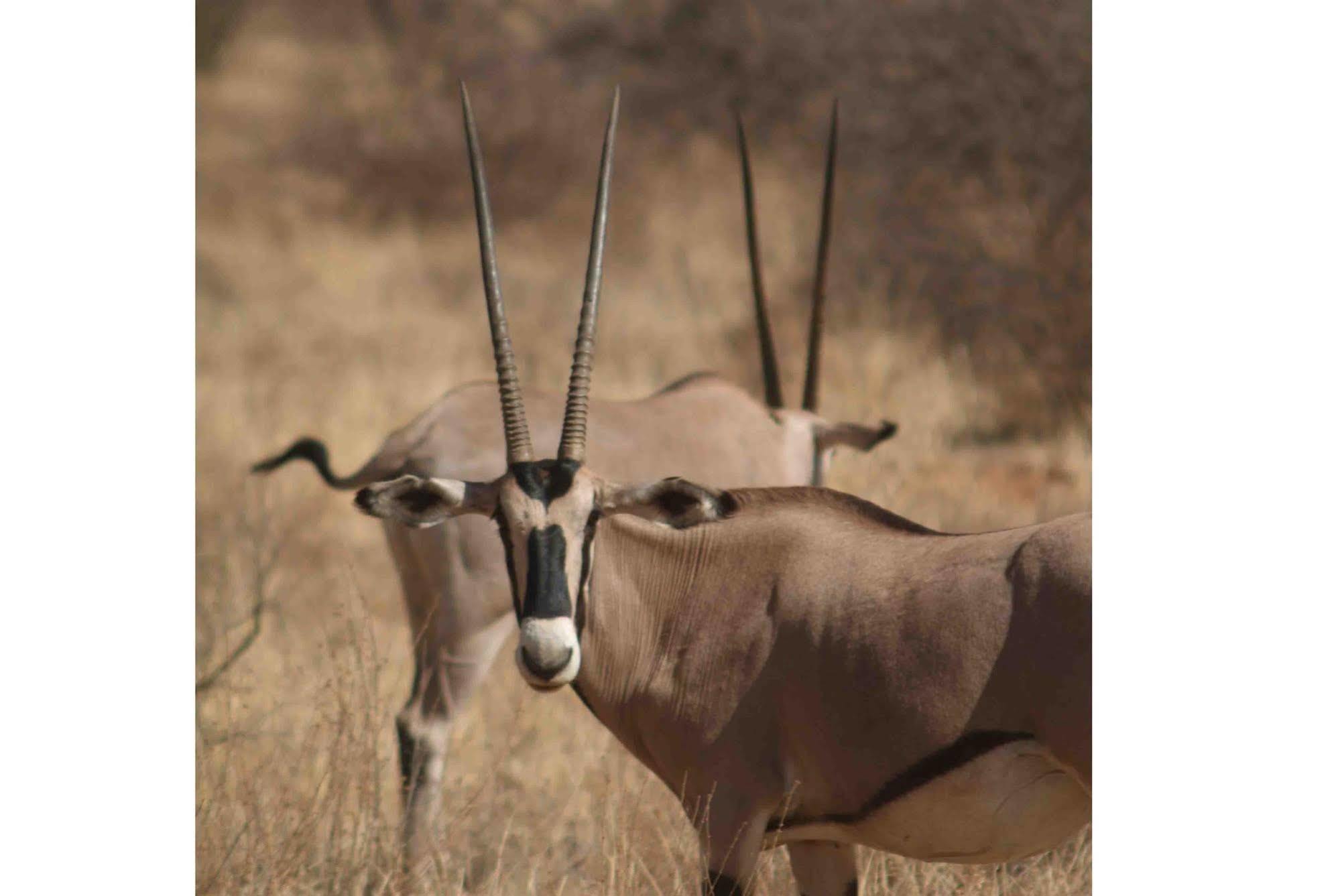 Sarova Shaba Game Lodge Archers Post Buitenkant foto